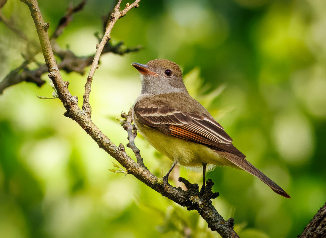 Great Crested Flycatcher