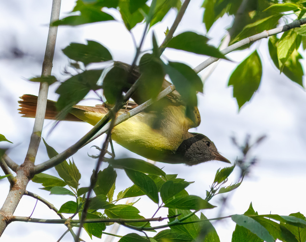 Great Crested Flycatcher