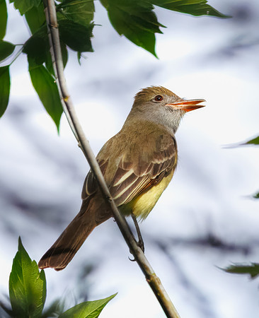 Great Crested Flycatcher