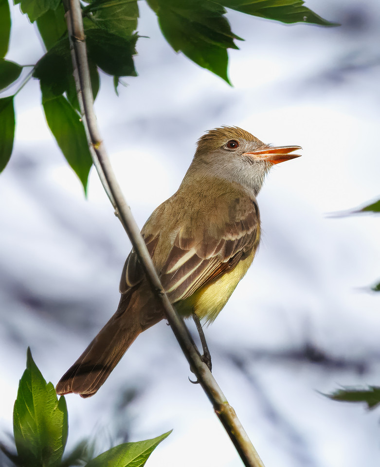 Great Crested Flycatcher