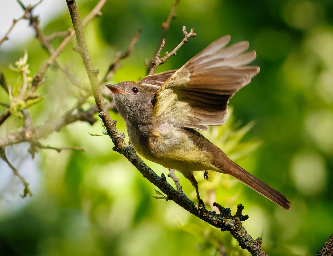 Great Crested Flycatcher