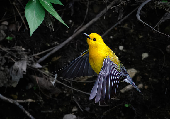 Prothonotary Warbler Along the Creek