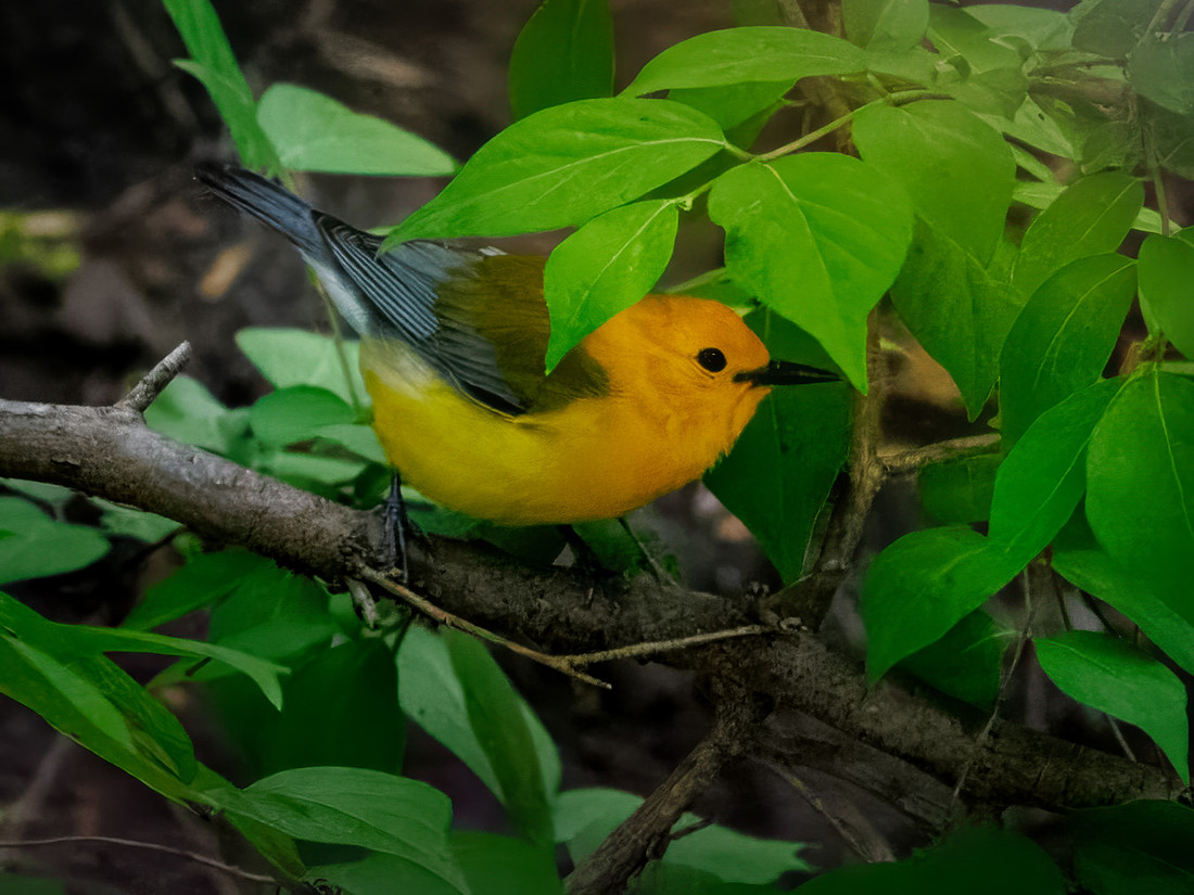 Prothonotary Warbler Along the Creek
