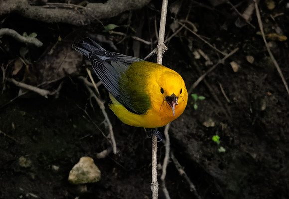 Prothonotary Warbler Along the Creek