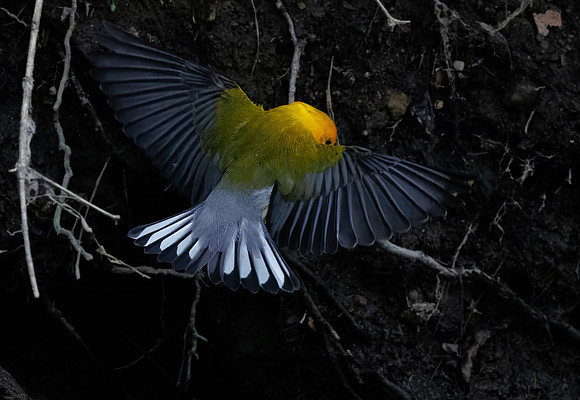 Prothonotary Warbler Along the Creek