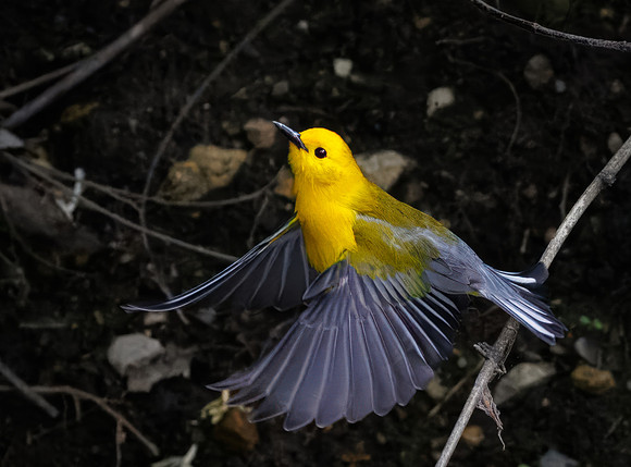 Prothonotary Warbler Along the Creek