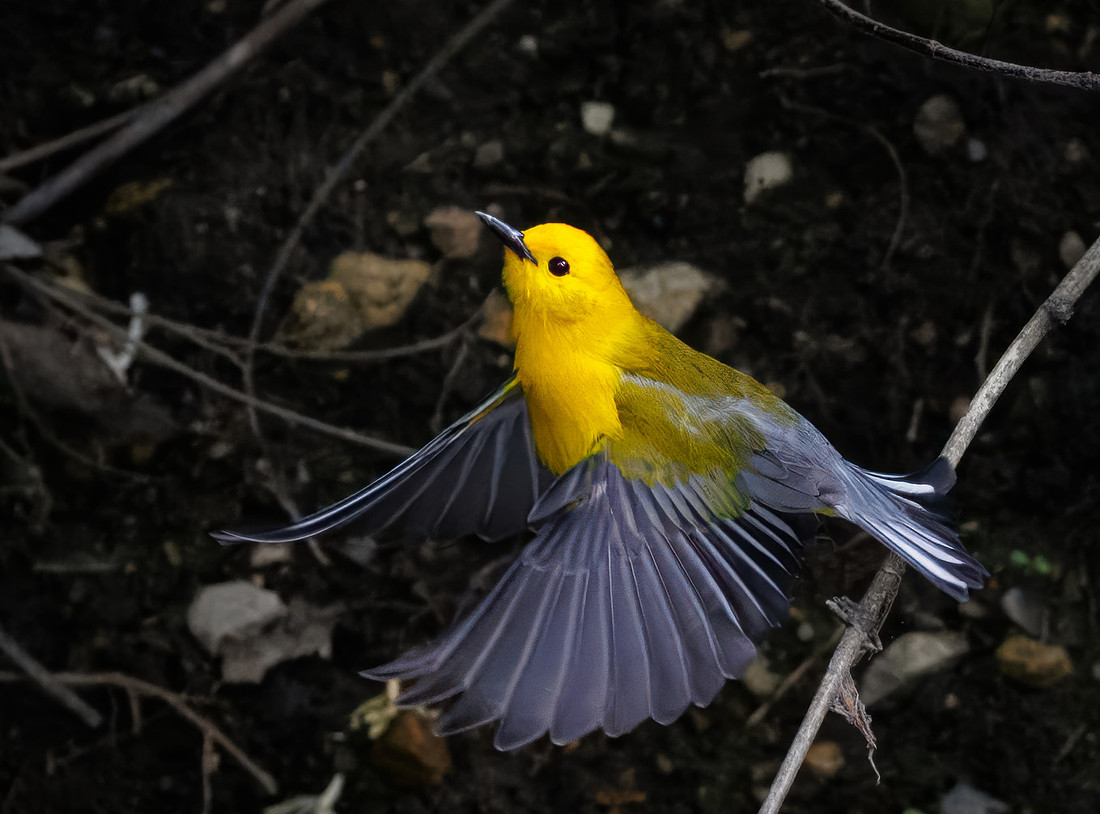 Prothonotary Warbler Along the Creek