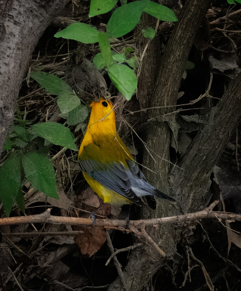 Prothonotary Warbler Along the Creek