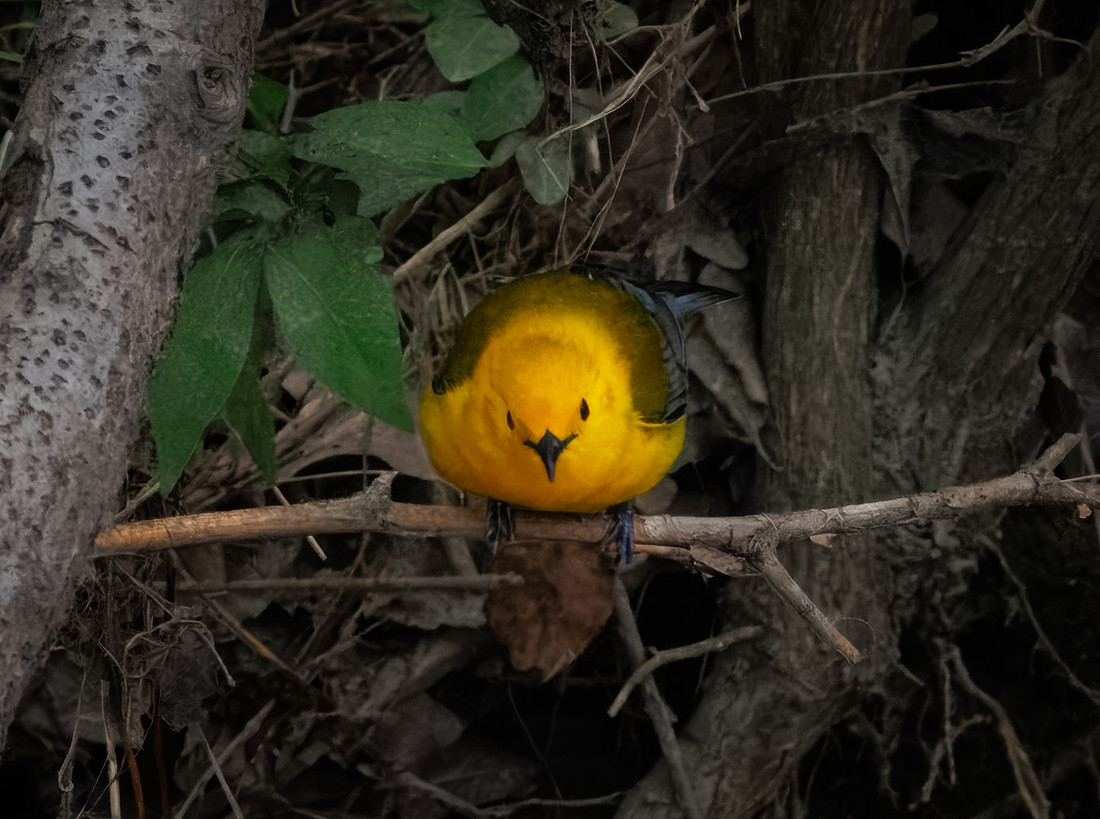 Prothonotary Warbler Along the Creek