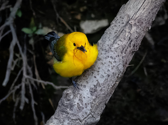 Prothonotary Warbler Along the Creek