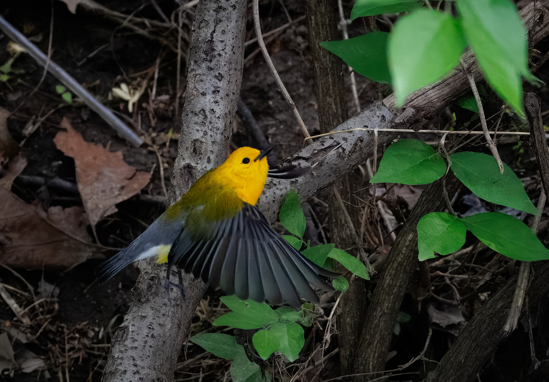 Prothonotary Warbler Along the Creek