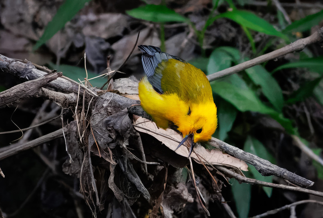 Prothonotary Warbler Along the Creek