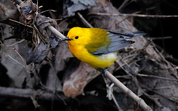 Prothonotary Warbler Along the Creek