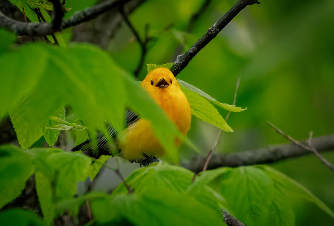 Prothonotary Warbler Along the Creek