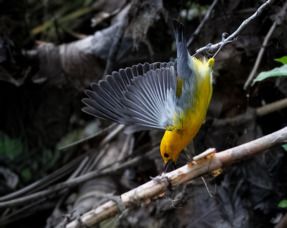 Prothonotary Warbler Along the Creek