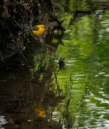 Prothonotary Warbler Along the Creek