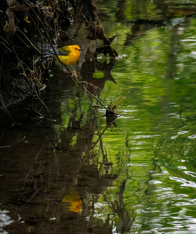 Prothonotary Warbler Along the Creek