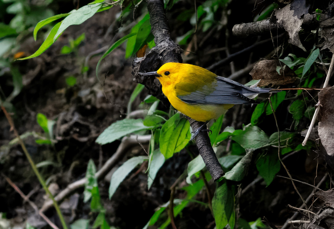 Prothonotary Warbler Along the Creek