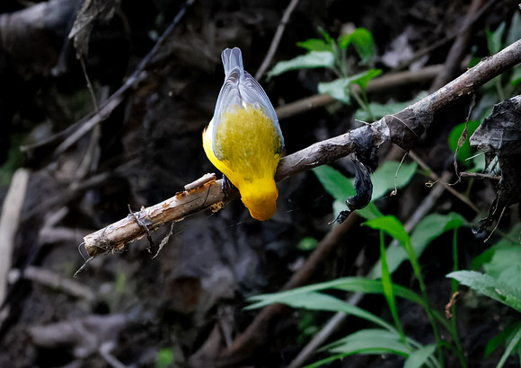 Prothonotary Warbler Along the Creek