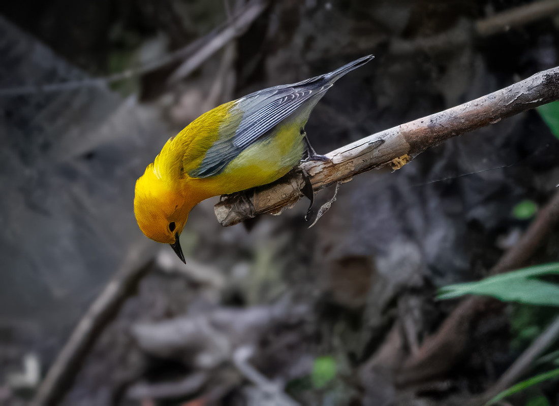 Prothonotary Warbler Along the Creek