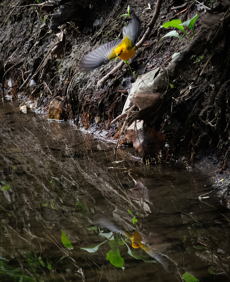 Prothonotary Warbler Along the Creek
