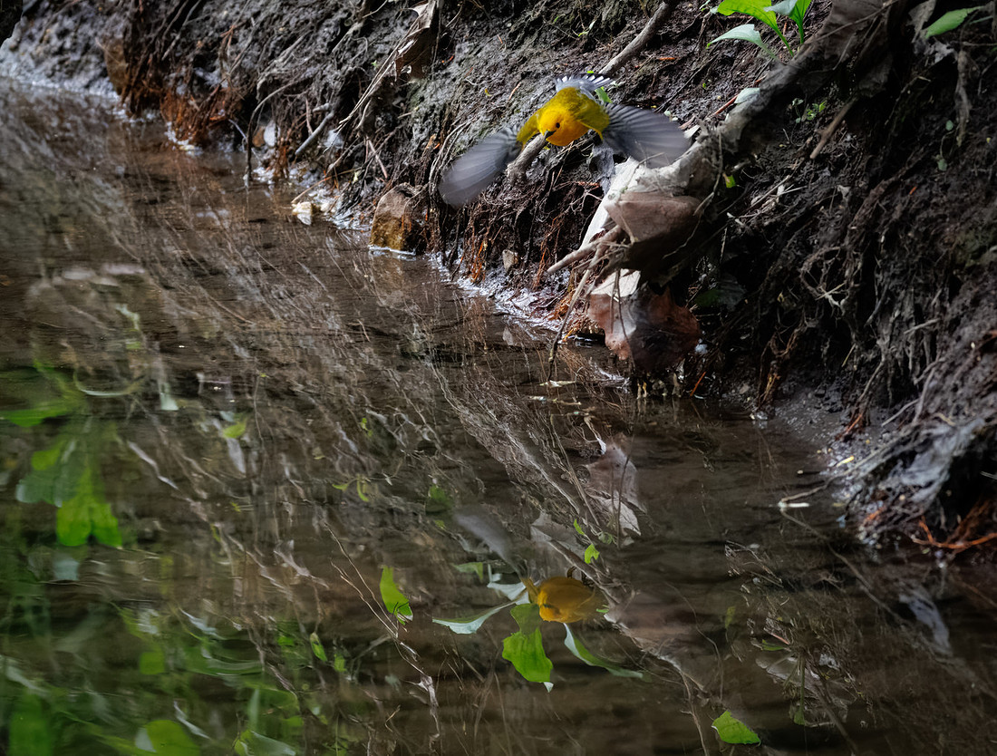 Prothonotary Warbler Along the Creek
