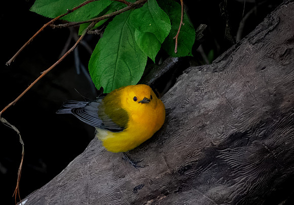 Prothonotary Warbler Along the Creek