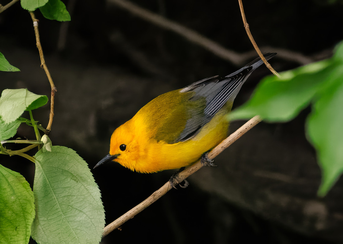 Prothonotary Warbler Along the Creek