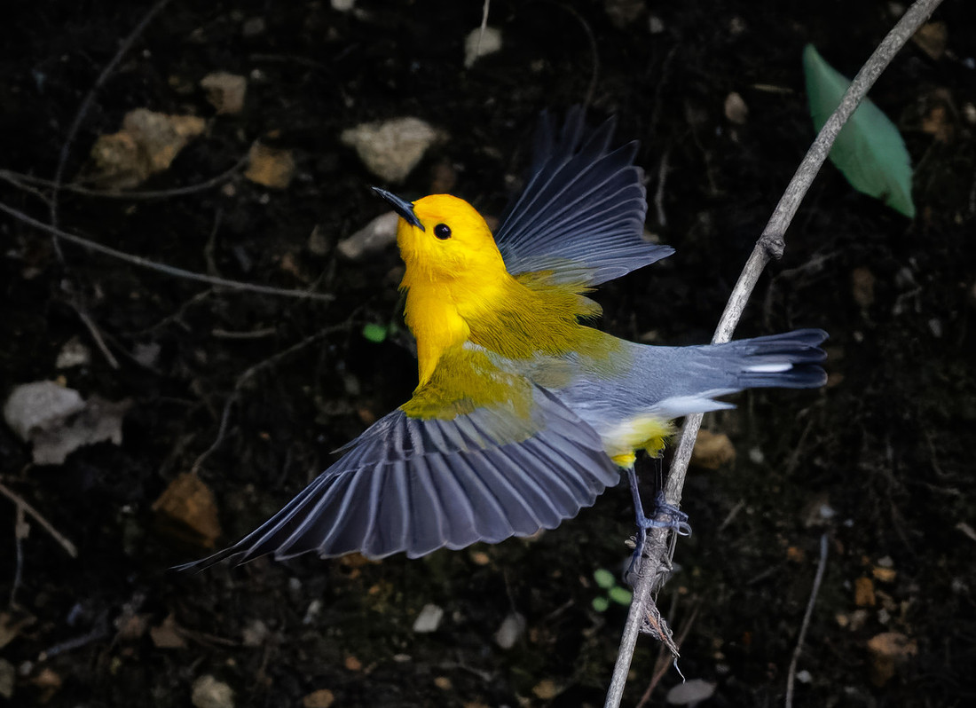 Prothonotary Warbler Along the Creek
