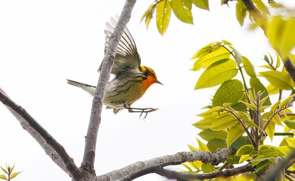 Blackburnian Warbler
