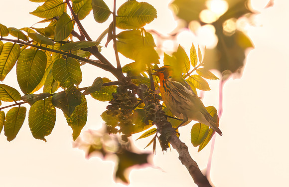 Blackburnian Warbler