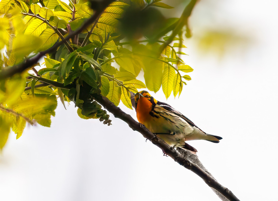 Blackburnian Warbler