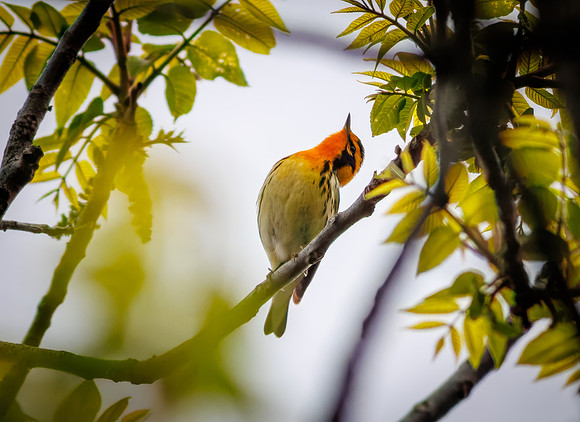Blackburnian Warbler