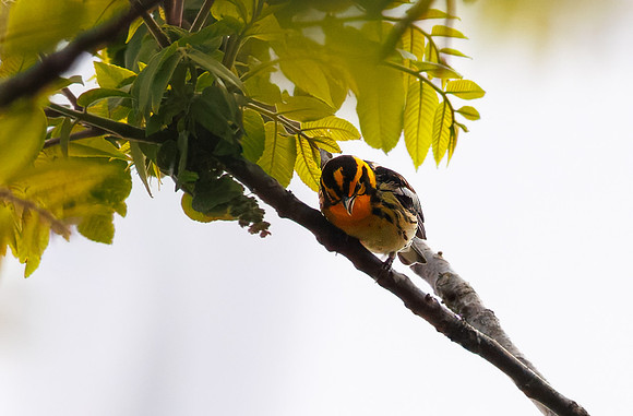 Blackburnian Warbler