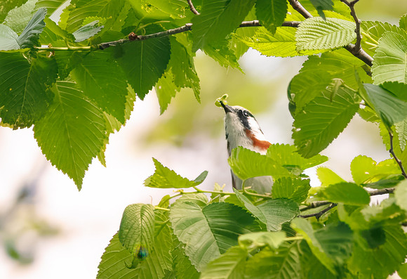Chestnut-sided Warbler