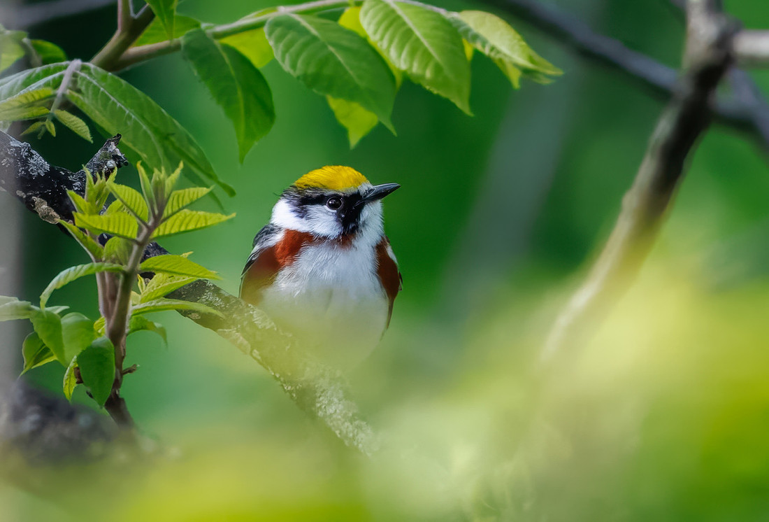 Chestnut-sided Warbler
