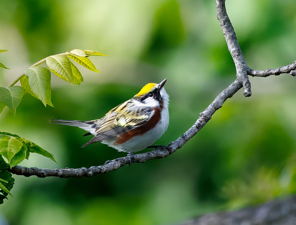 Chestnut-sided Warbler