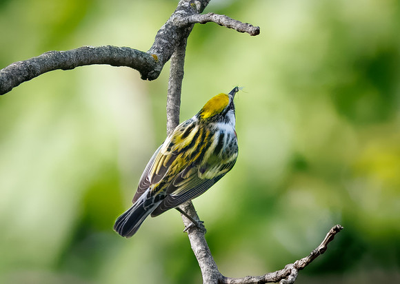 Chestnut-sided Warbler