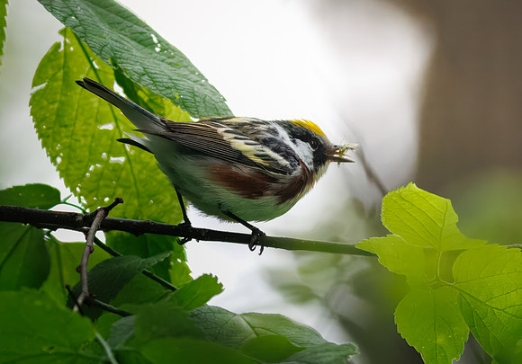 Chestnut-sided Warbler