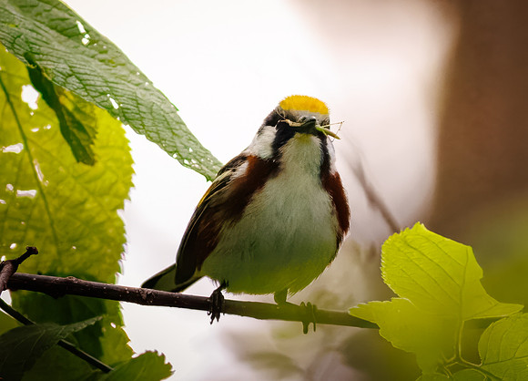 Chestnut-sided Warbler