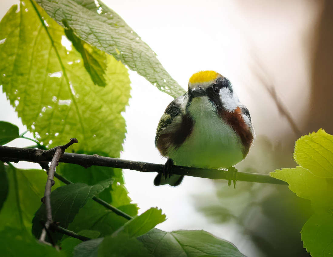 Chestnut-sided Warbler