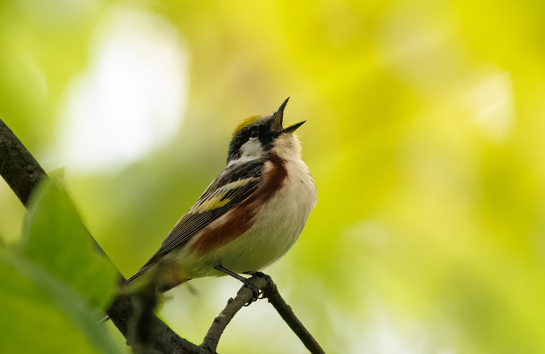 Chestnut-sided Warbler