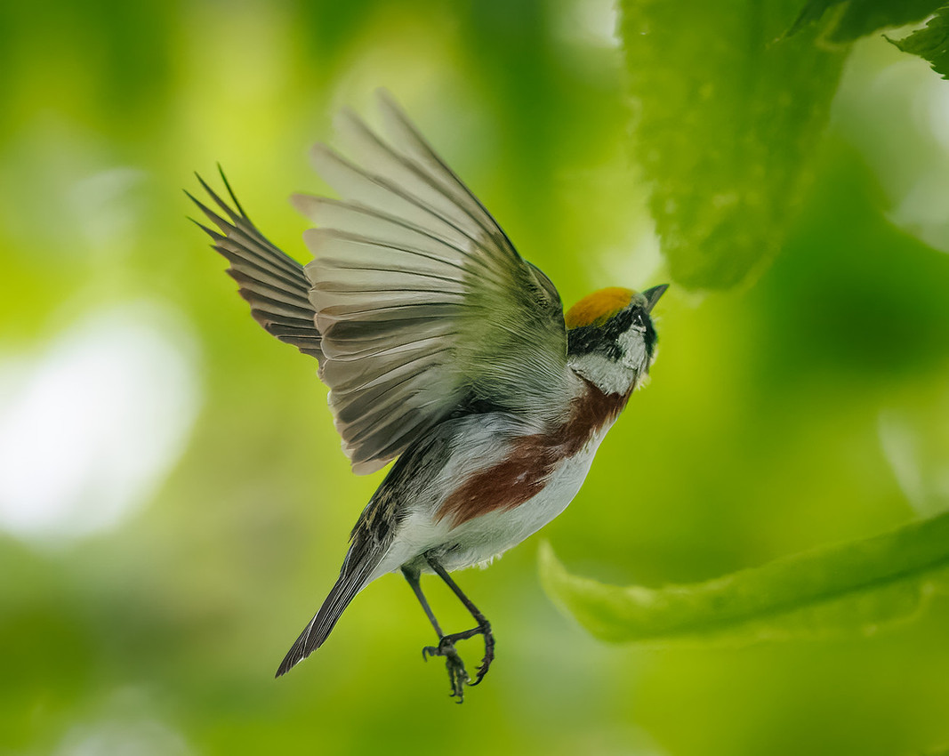 Chestnut-sided Warbler
