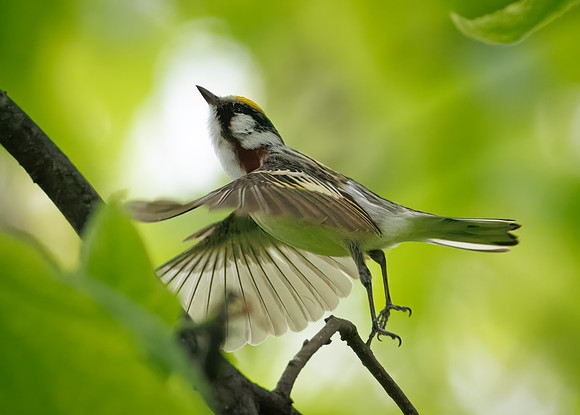Chestnut-sided Warbler