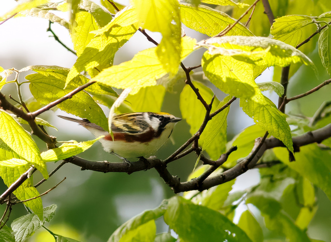 Chestnut-sided Warbler