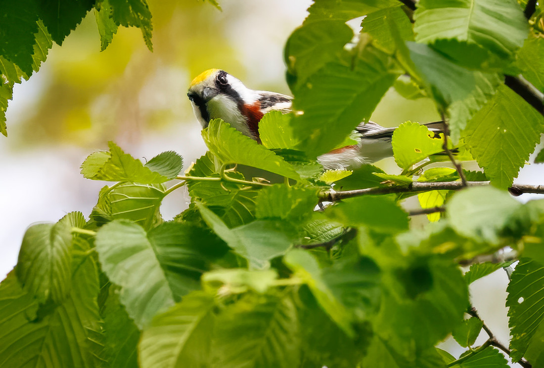 Chestnut-sided Warbler