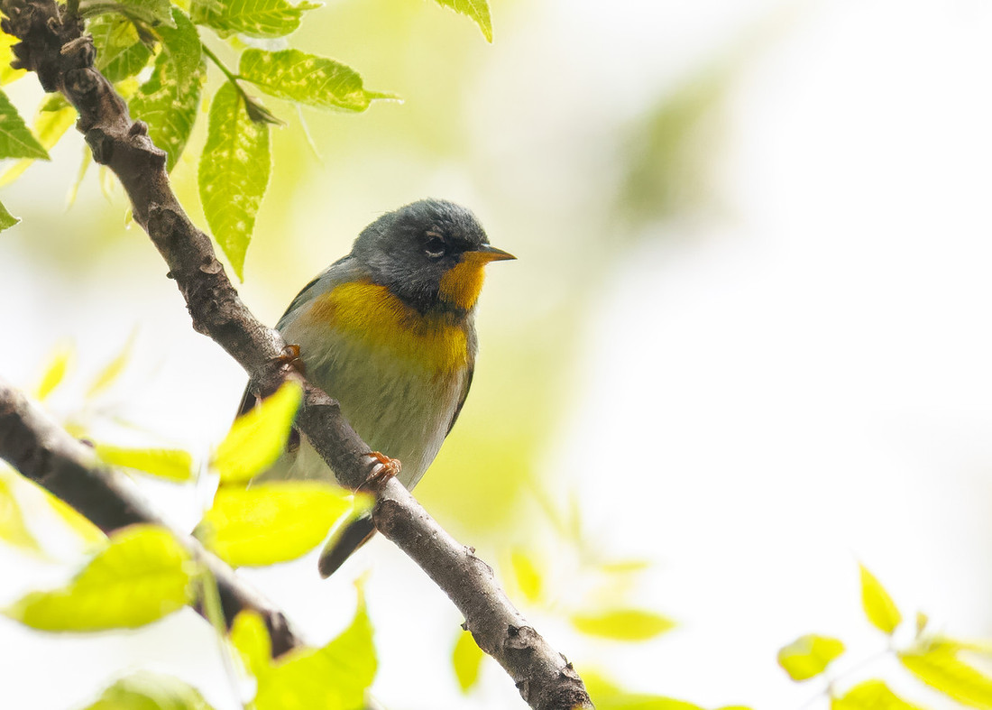 Northern Parula