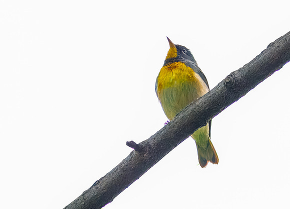 Northern Parula