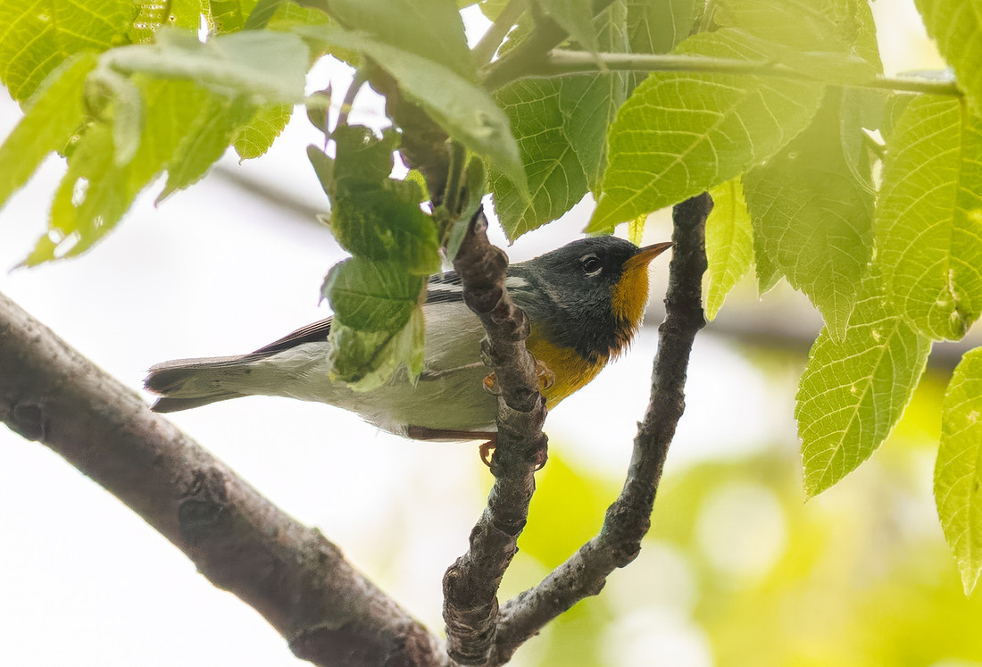 Northern Parula