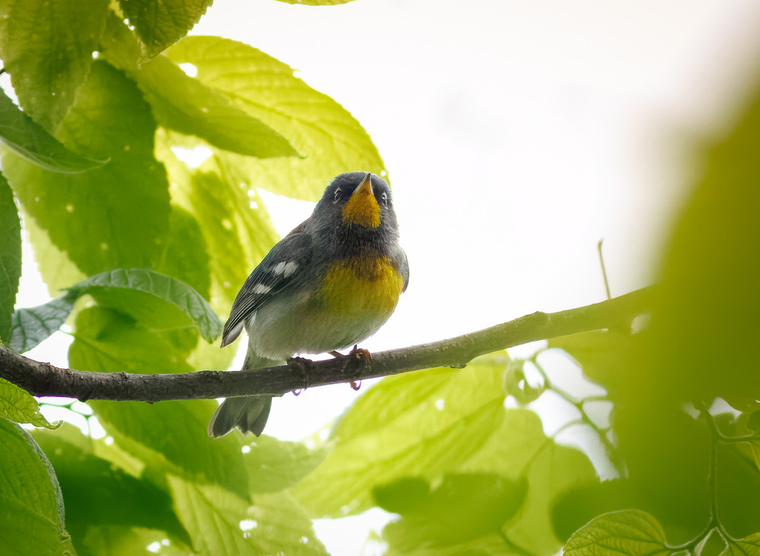 Northern Parula